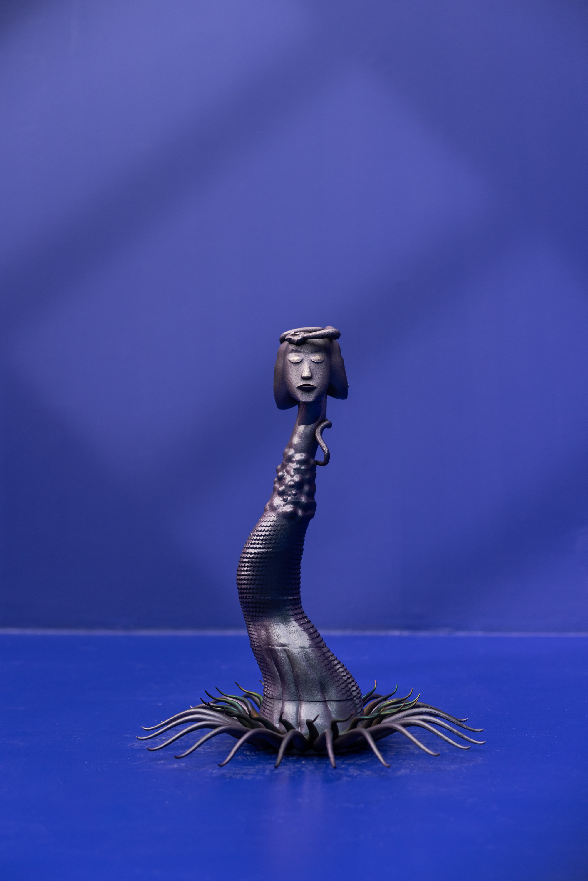 Siphonophore 1/2